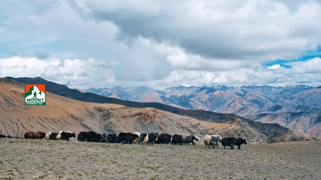 Upper Dolpo circuit trekking