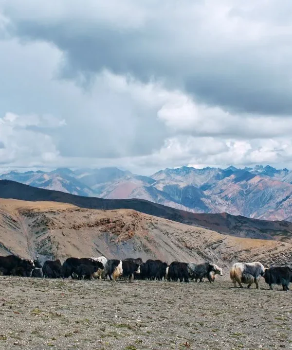 Upper Dolpo circuit trekking