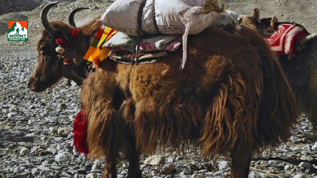 everest region